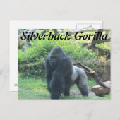 Carte Postale Gorille de Silverback # 2 (Devant / Derrière)
