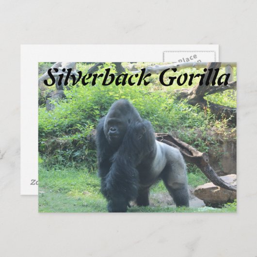 Carte Postale Gorille de Silverback # 2 (Devant / Derrière)