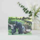 Carte Postale Gorille de Silverback # 3 (Debout devant)
