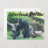 Carte Postale Gorille de Silverback # 3 (Devant / Derrière)