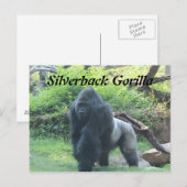 Carte Postale Gorille de Silverback # 4 (Devant / Derrière)