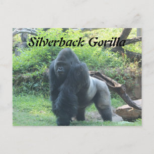 Carte Postale Gorille de Silverback # 4