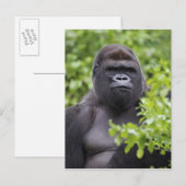 Carte Postale Gorille des plaines à dos argenté, Gorilla gorilla (Devant / Derrière)