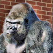 CARTE POSTALE GORILLE DRÔLE