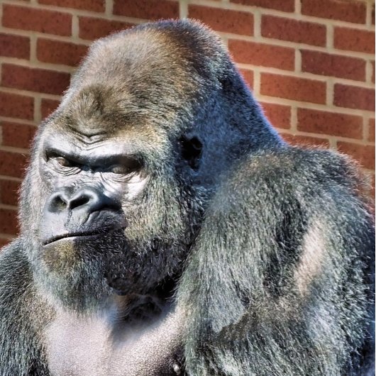 CARTE POSTALE GORILLE DRÔLE