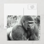 Carte Postale Gorille en noir et blanc (Devant / Derrière)