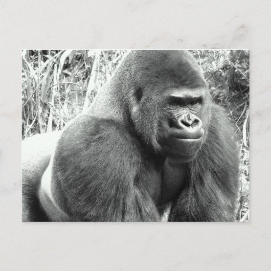 Carte Postale Gorille en noir et blanc (Devant)