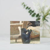 Carte Postale Gorille mangeant son déjeuner, Animal, Faune, Ape (Debout devant)