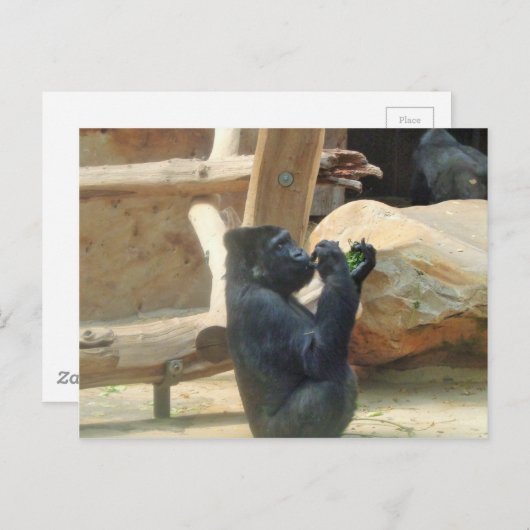 Carte Postale Gorille mangeant son déjeuner, Animal, Faune, Ape (Devant / Derrière)