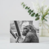 Carte Postale Gorille solitaire (Debout devant)