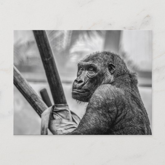 Carte Postale Gorille solitaire (Devant)