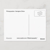 Carte Postale Gorille surprise (Dos)