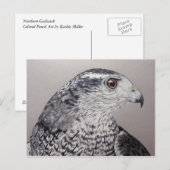 Carte postale Goshawk (Devant / Derrière)