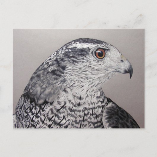Carte postale Goshawk (Devant)
