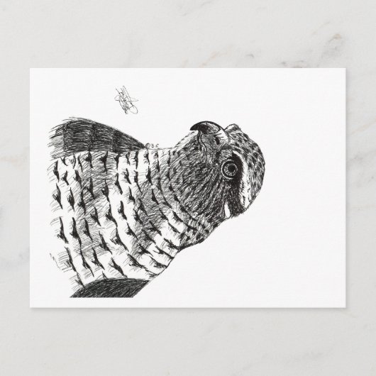 CARTE POSTALE GOSHAWK (Devant)
