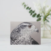Carte Postale Goshawk du Nord (Debout devant)