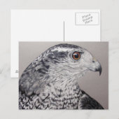 Carte Postale Goshawk du Nord (Devant / Derrière)