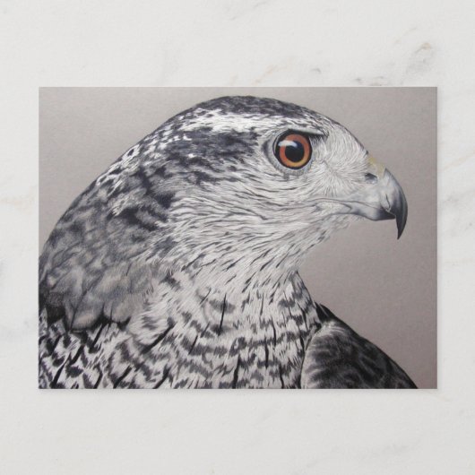 Carte Postale Goshawk du Nord (Devant)