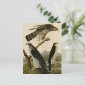 Carte Postale Goshawk et Stanley Hawk (Debout devant)