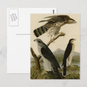 Carte Postale Goshawk et Stanley Hawk (Devant / Derrière)
