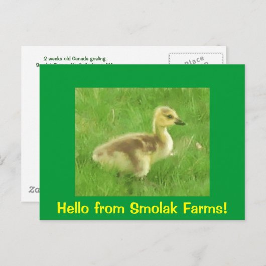 Carte postale Gosling (Devant / Derrière)