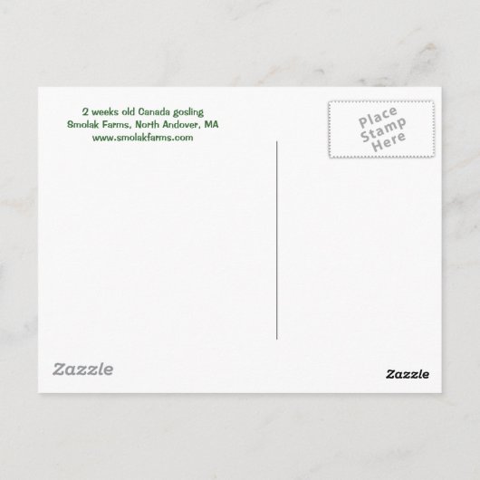 Carte postale Gosling (Dos)