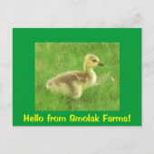 Carte postale Gosling (Devant)