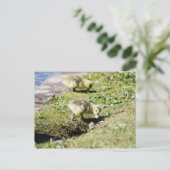 Carte Postale Gosling de Cute Canada (Debout devant)