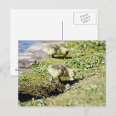 Carte Postale Gosling de Cute Canada (Devant / Derrière)