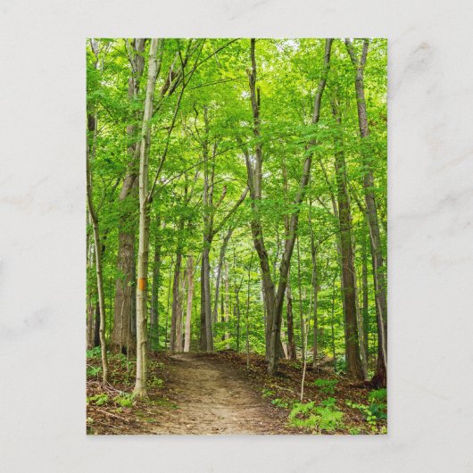 Carte Postale Gosnell Big Woods Webster, NY (Devant)