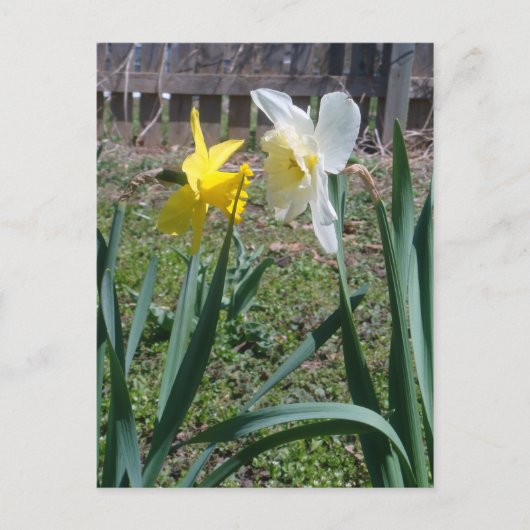 Carte Postale Gossiping Daffies (Devant)