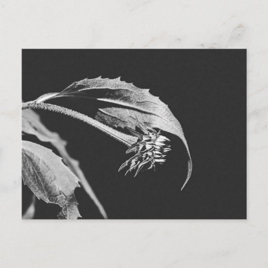 Carte Postale Gothic Wilting Flower Photo Reprint (Devant)