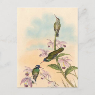Carte Postale Gould Hummingbirds et Orchidées