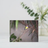 Carte Postale Gouldian Finch (Debout devant)