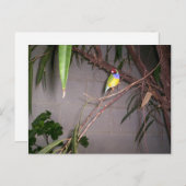 Carte Postale Gouldian Finch (Devant / Derrière)