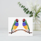 Carte Postale Gouldian Finch Friends (Debout devant)