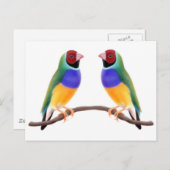 Carte Postale Gouldian Finch Friends (Devant / Derrière)
