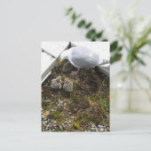 Carte Postale Goull Chicks d'un jour (Debout devant)