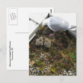 Carte Postale Goull Chicks d'un jour (Devant / Derrière)