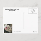 Carte Postale Goull Chicks d'un jour (Dos)