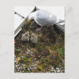 Carte Postale Goull Chicks d'un jour