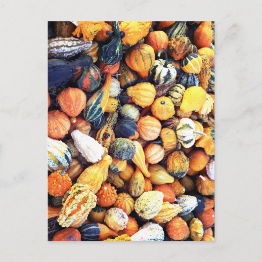 Carte Postale Gourdes colorées C (Devant)