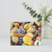 Carte Postale Gourdes colorées Gros plan (Debout devant)