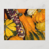 Carte Postale Gourds and Corn Fall Food Photographie (Devant)