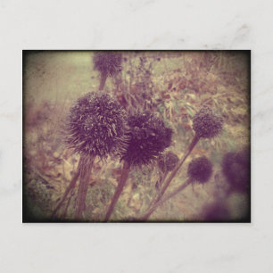 Carte Postale Gousses de graines de fleurs d'hiver