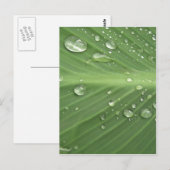 Carte Postale Goutte à Goutte (Devant / Derrière)