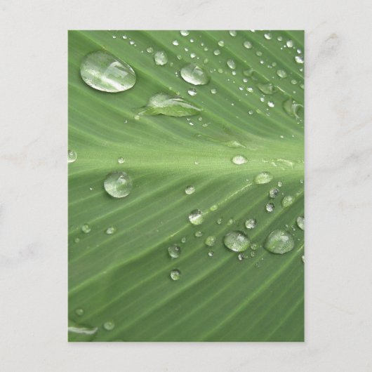 Carte Postale Goutte à Goutte (Devant)