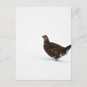 Carte Postale Goutte rouge