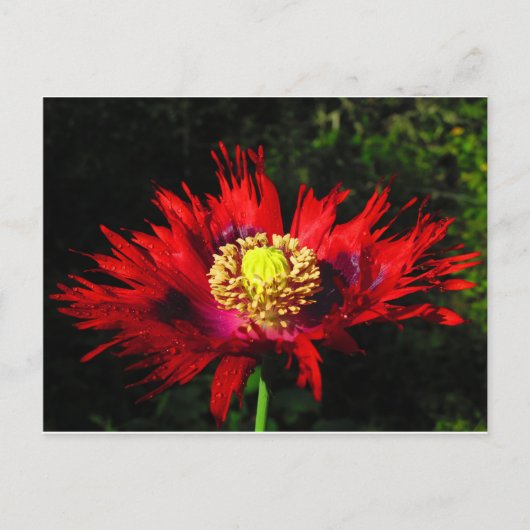 Carte Postale gouttes de pluie (Devant)