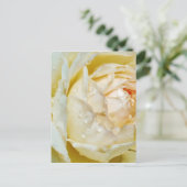 Carte Postale Gouttes de pluie sur Champagne Blush  Rose blanche (Debout devant)